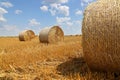 Crop wheat rolls of straw in a field after wheat harvested in agriculture farm Royalty Free Stock Photo