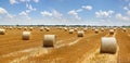 Crop wheat rolls of straw in a field after wheat harvested in agriculture farm Royalty Free Stock Photo