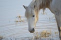 Crop of white horse head  in natural park of Albufera, Mallora, Spain Royalty Free Stock Photo