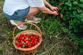 Crop woman put strawberries in basket