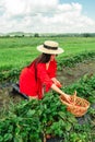 Crop woman put strawberries in basket