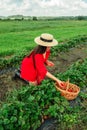 Crop woman put strawberries in basket