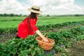 Crop woman put strawberries in basket