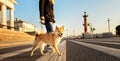 Crop woman with Shiba Inu crossing road in city