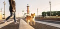 Crop woman with Shiba Inu crossing road in city