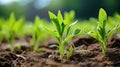 crop young corn plants