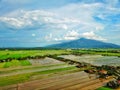 Croped Paddy Field With Mountain Background