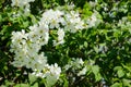 Croped shot of blooming tree. Spring background. White flowers of cherry tree, close up. Branch of tree.