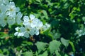 Croped shot of blooming tree. Spring background. White flowers of cherry tree, close up. Branch of tree.