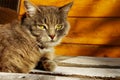 Croped shot of gray cat lying outdoors and looking to the side. Tabby cat, close up. Pets, animals day concept.