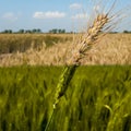 Cropfield Crop Season