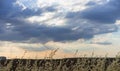 Cropfield Sky with clouds and sunlight at sunset. colorful and c