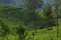 Croping ceylon tea