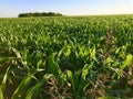 Cropland in Ennis Texas Royalty Free Stock Photo