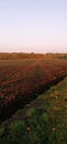 Cropland in sunset