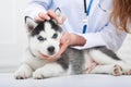 Veterinarian examining little husky puppy