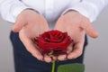 Cropped close-up photo picture of pretty beautiful nice charming rose with ideal petals isolated grey background