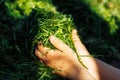 Cropped closeup human hands holding green fresh natural cut grass , compost as eco fertilizer, organic plants for soil. Royalty Free Stock Photo