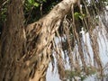 Cropped and closeup view of banyan tree`s aerial roots under daylight.