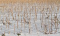 Cropped corn stubbles Royalty Free Stock Photo