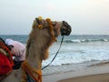 Cropped decorated camel head, neck side view and sea background on a tourist location.