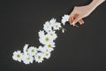 Cropped female hand with daisies over black background