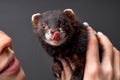 cropped female hugging holding pet ferret in hand. Woman and pet concept. Royalty Free Stock Photo