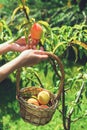 Hands and peaches in basket. Royalty Free Stock Photo