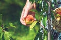 Hands and peaches in basket. Royalty Free Stock Photo