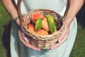 Hands and peaches in basket. Royalty Free Stock Photo