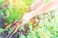 Cropped hand of adult woman picking carrots from plant at farm. Closeup of carrot cane. Summer garden in village. Growing