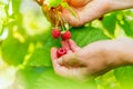 Cropped hand of adult woman picking raspberries from plant at farm. Closeup of raspberry cane. Summer garden in village. Growing