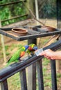 cropped hand feeding RAINBOW LORIKEET (Trichoglossus haematodus)