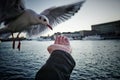 cropped hand feeding seagull against sea Royalty Free Stock Photo