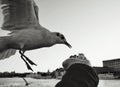 cropped hand feeding seagull against sea Royalty Free Stock Photo