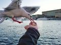 cropped hand feeding seagull feeding seagull Royalty Free Stock Photo