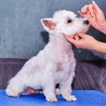 The severed arm of a female veterinarian examines the head of a West highland white Terrier dog that sits on a table.