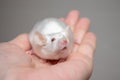 Cropped hand holding pretty cute white laboratory mouse Royalty Free Stock Photo