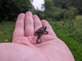 Cropped hand holding a small frog Royalty Free Stock Photo