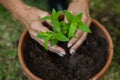 Cropped hands of senior woman planting seedling in pot