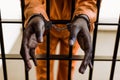 cropped image of african american prisoner in handcuffs behind prison