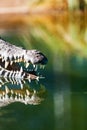 Cropped Image Of American Crocodile In Water Royalty Free Stock Photo