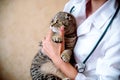 Cropped image of beautiful female doctor veterinarian is holding cute white cat on hands at vet clinic and smiling. Royalty Free Stock Photo
