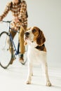 cropped image of bicycler with cute beagle