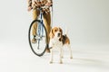 cropped image of bicycler holding leash with beagle on white