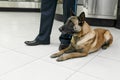 Portrait of detection dog at the airport sits down near customs officer