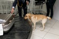 Cropped image of a drug detection dog at the airport searching drugs in the luggages.