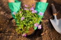 Cropped image of gardener planting potted plant in dirt at garden