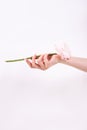 Cropped image of a girl in jeans and a T-shirt holding a red flower in her hands with a manicure on a white background Royalty Free Stock Photo