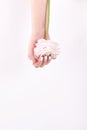 Cropped image of a girl in jeans and a T-shirt holding a red flower in her hands with a manicure on a white background Royalty Free Stock Photo